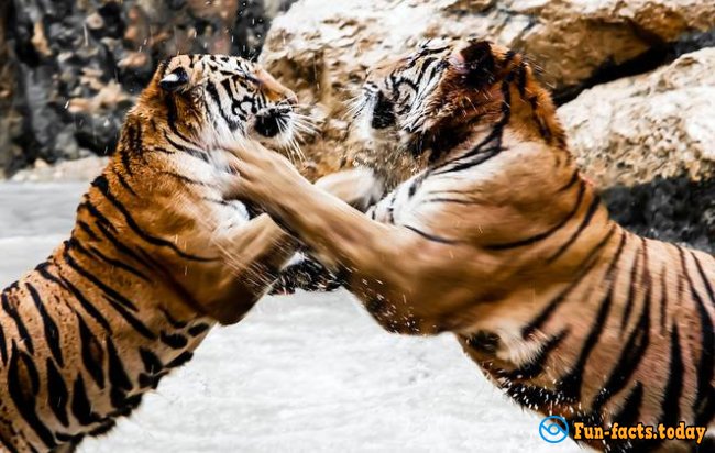 The Craziest Facts About Tigers