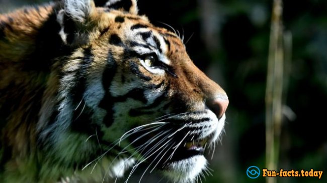 The Craziest Facts About Tigers