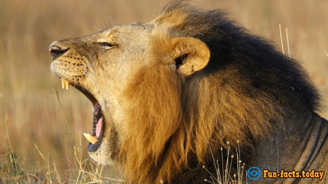 The Craziest Facts About Lions