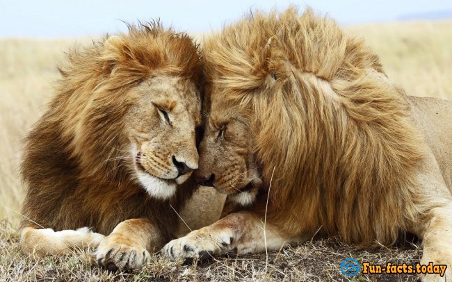 The Craziest Facts About Lions