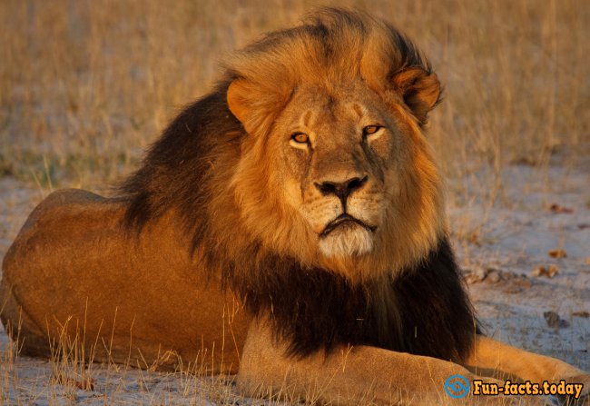 The Craziest Facts About Lions