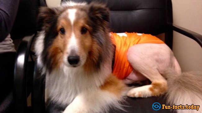 Trainee of Vet Clinic Rescued Collie In One Minute Before Euthanasia!