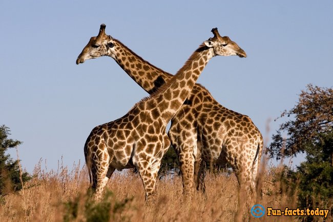 The Craziest Facts About Giraffes