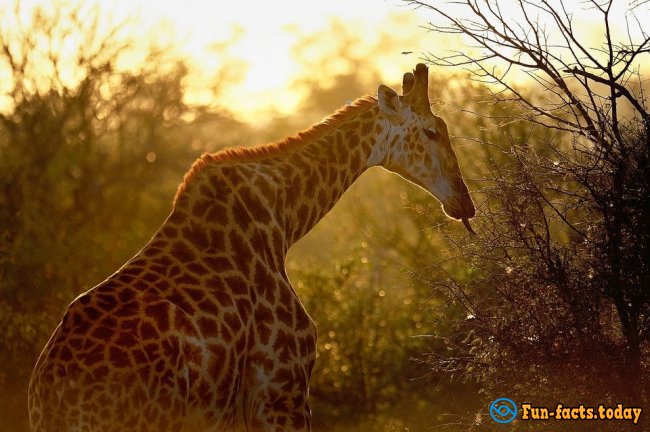 The Craziest Facts About Giraffes