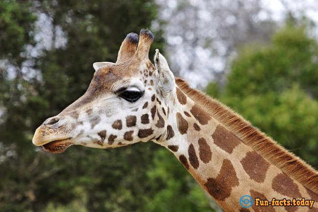 The Craziest Facts About Giraffes