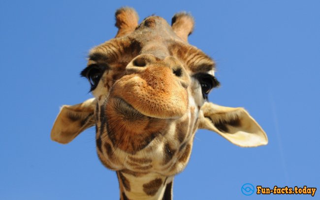 The Craziest Facts About Giraffes