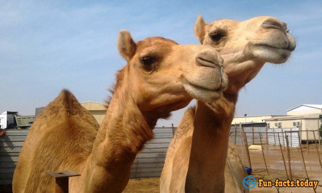 The Craziest Facts About Camels