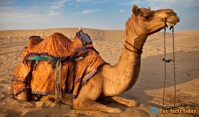 The Craziest Facts About Camels