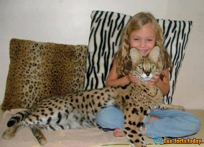 The Most Expensive Pets In The World
