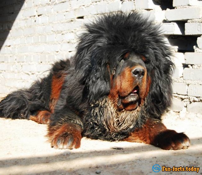 The Most Expensive Pets In The World