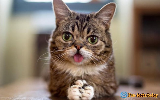 Internet Most Popular Cats