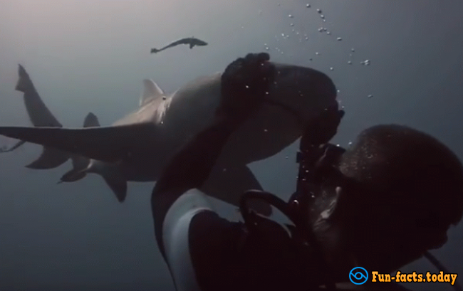 Playful Shark "Fell in love" With Scuba Diver