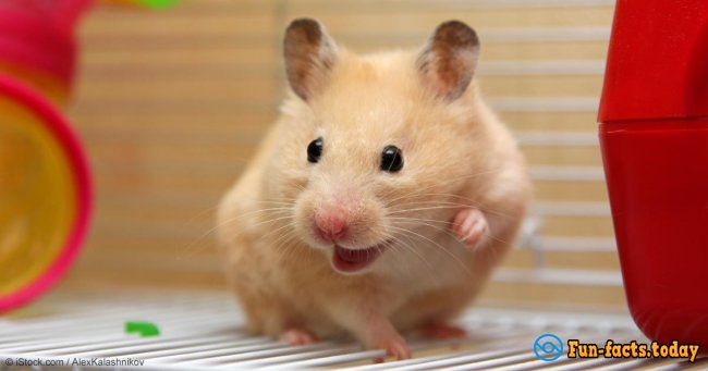 The Most Amazing Facts About Hamsters