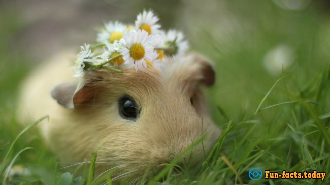 The Most Amazing Facts About Hamsters