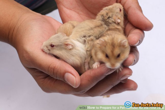 The Most Amazing Facts About Hamsters