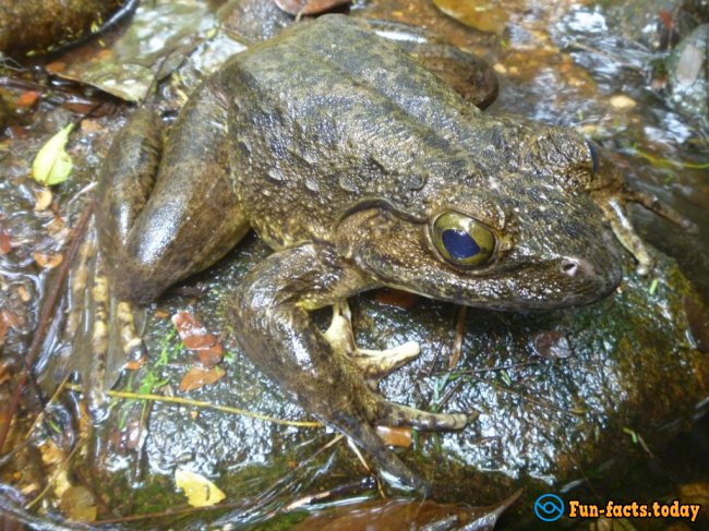 Amazing Facts About The Goliath Frogs