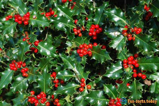 Amazing Facts About Mistletoe