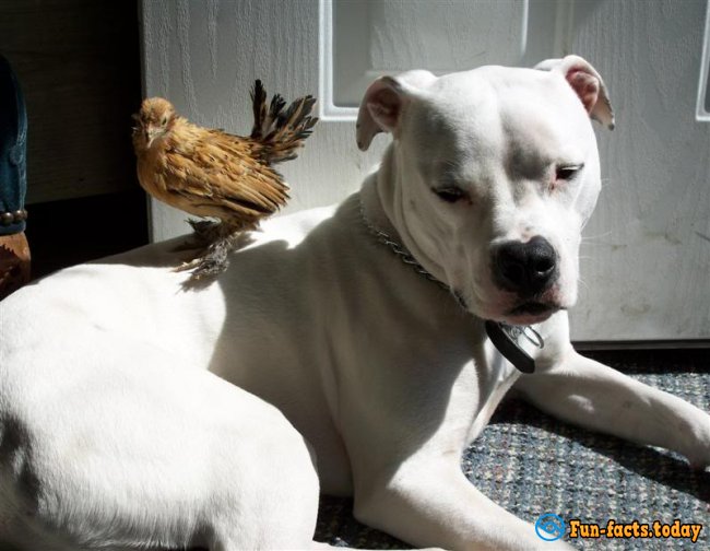 Big Pit Bull Educates Young Chickens - Video