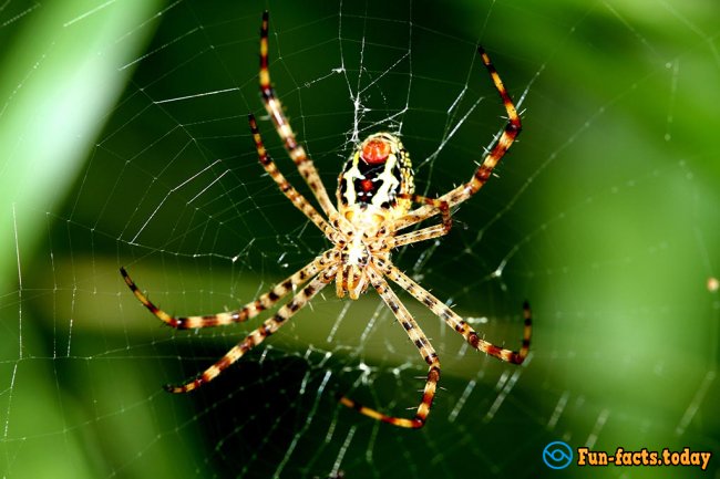The Craziest Facts About Spiders