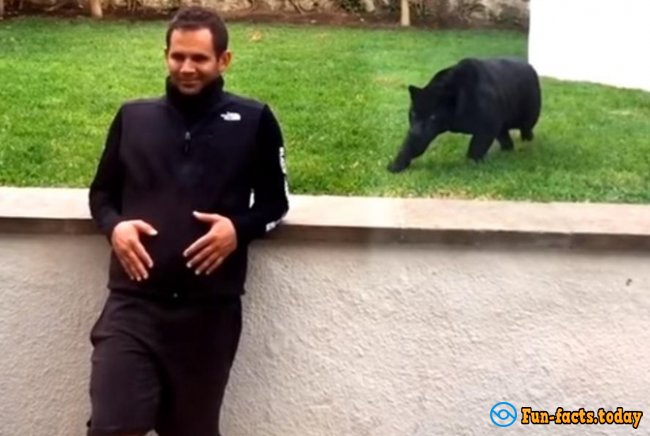 The Panther Crept Up to the Man to ... KISS him! Video