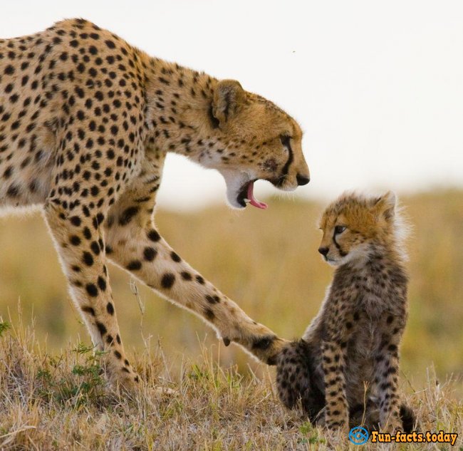 Awesome Facts About Cheetahs