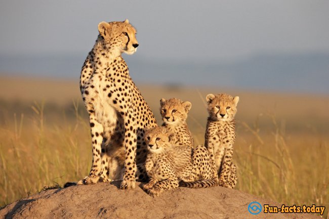 Awesome Facts About Cheetahs