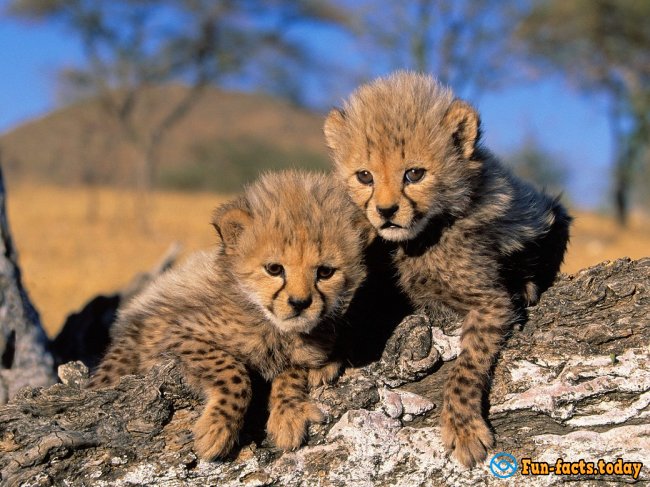 Awesome Facts About Cheetahs