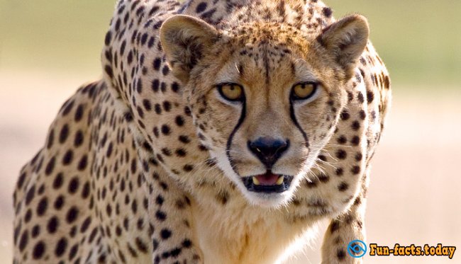 Awesome Facts About Cheetahs