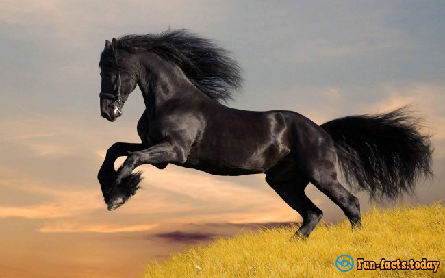 Interesting Facts About Horses