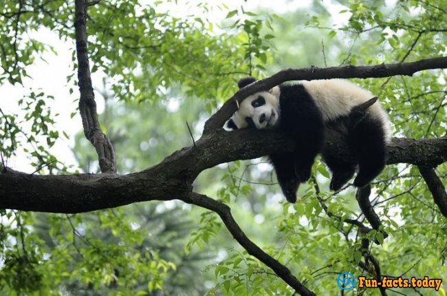 Fun Facts About Giant Pandas