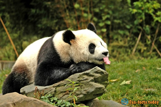 Fun Facts About Giant Pandas