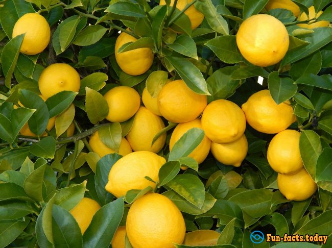 Fun Facts About Lemons