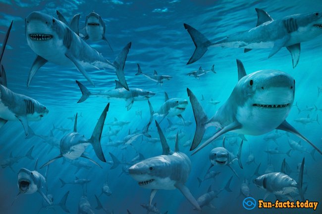 The Craziest Facts About Sharks