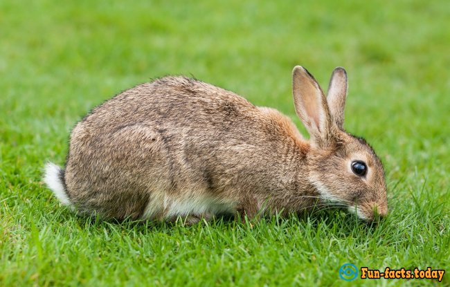 Fun Facts About Rabbits