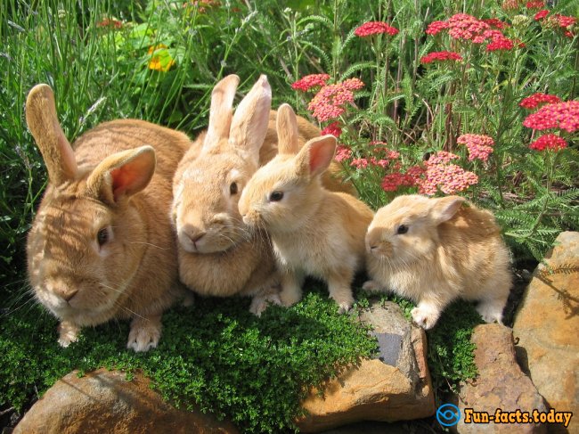 Fun Facts About Rabbits