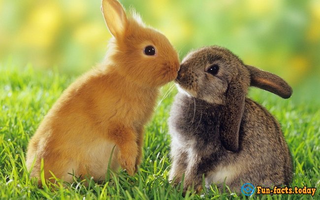 Fun Facts About Rabbits