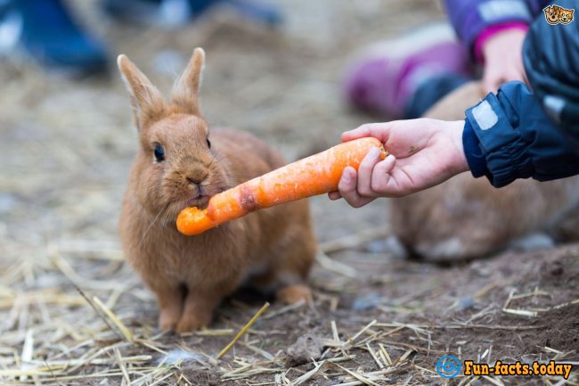 Fun Facts About Rabbits