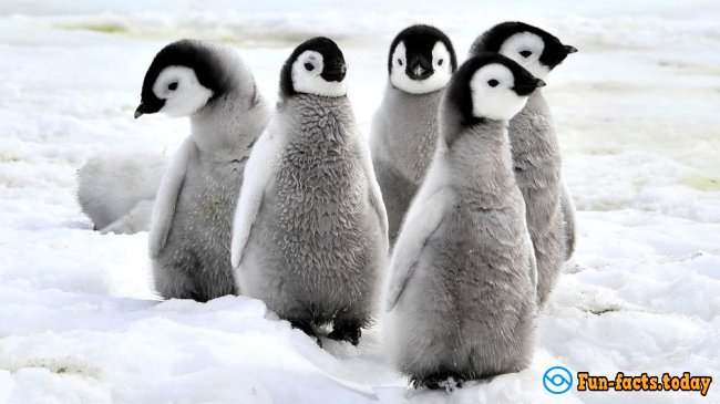 Fun Facts About Penguins