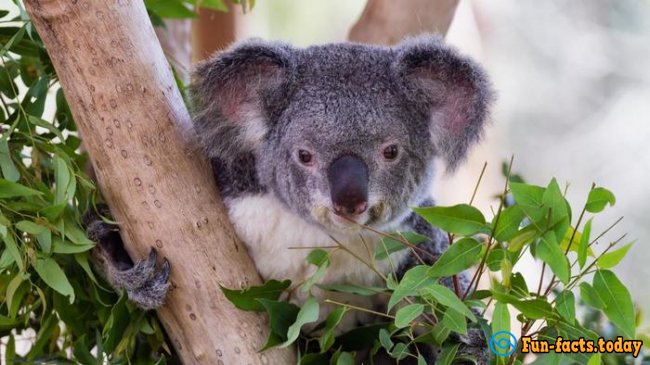 Fun Facts About Koalas