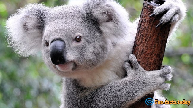 Fun Facts About Koalas