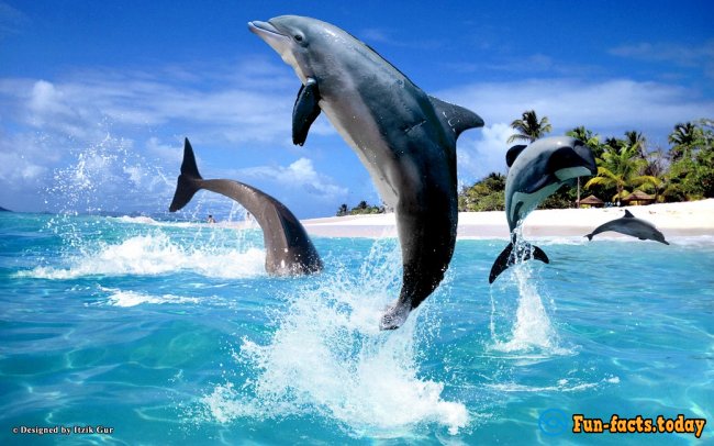 Interesting Facts About Dolphins