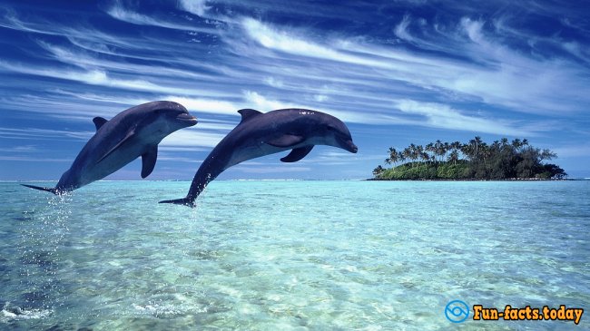 Interesting Facts About Dolphins