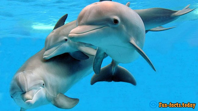 Interesting Facts About Dolphins