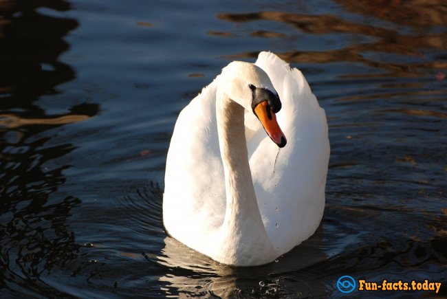 Crazy Facts About Swans