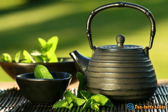 Interesting Facts About Green Tea