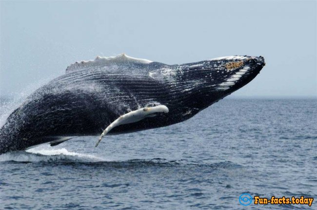 The Craziest Facts About Whales