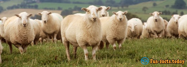 Fun Facts About Sheep