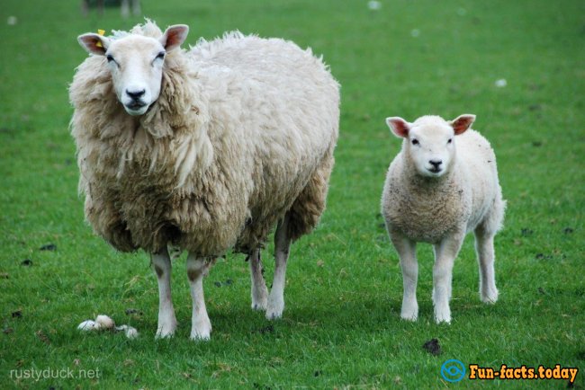 Fun Facts About Sheep