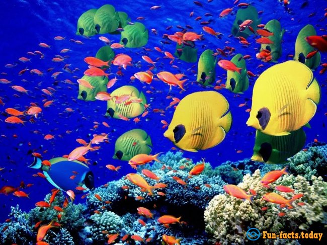 Fascinating Facts About Tropical Fish