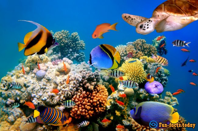 Fascinating Facts About Tropical Fish